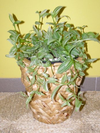 Květináč, vodní hyacint, sada 3 ks