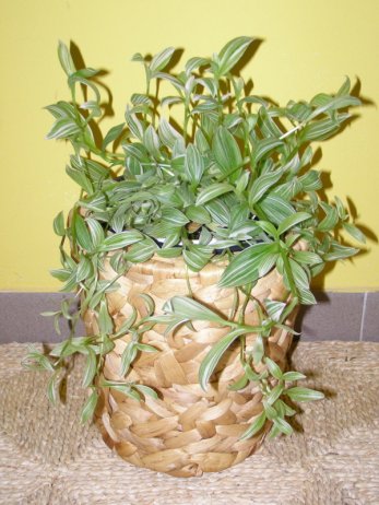 Květináč, vodní hyacint